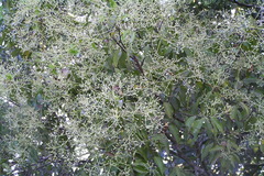 Cinnamomum malabatrum